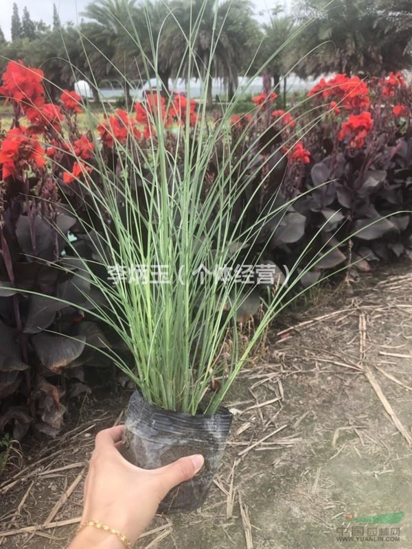 四川細(xì)葉芒種植基地.16杯細(xì)葉芒價(jià)格.大量出售各種水生植物