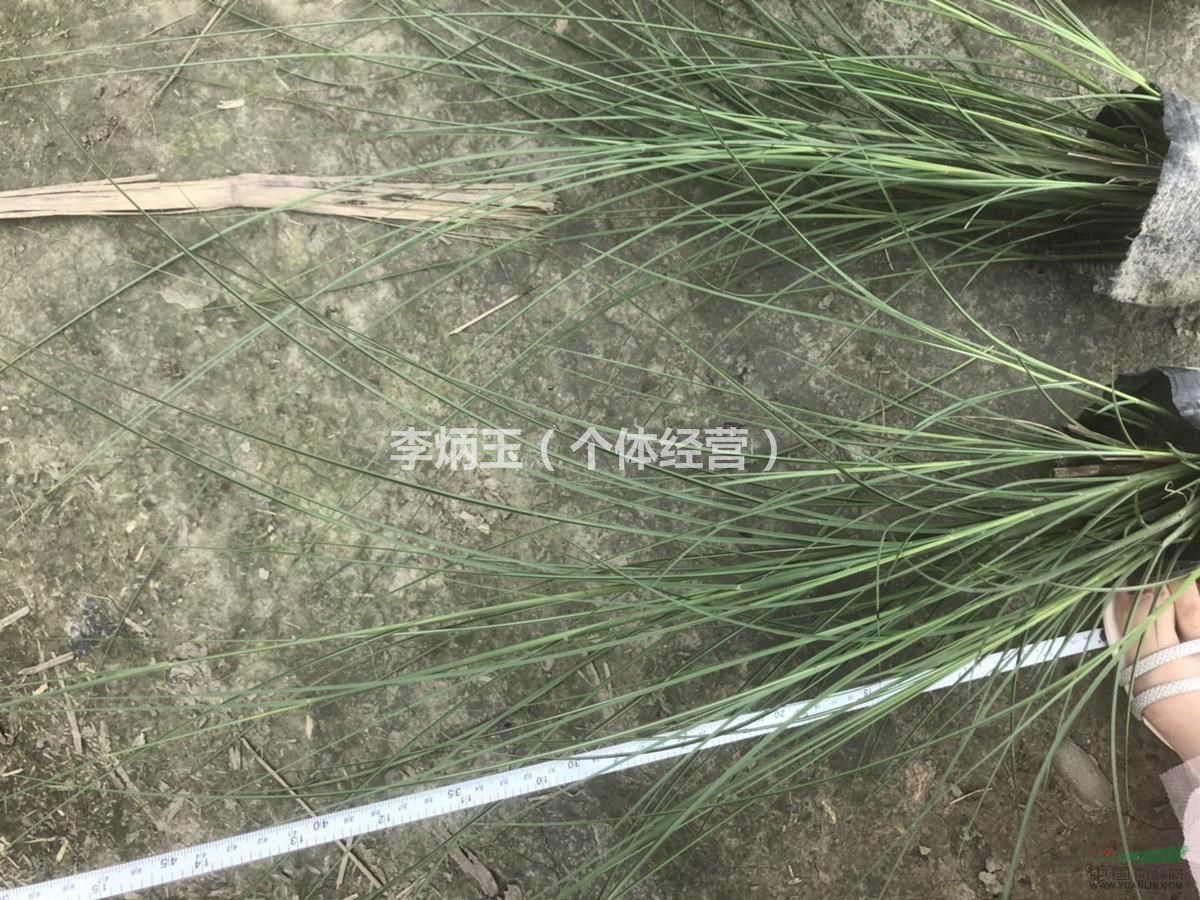 四川細(xì)葉芒種植基地.16杯細(xì)葉芒價(jià)格.大量出售各種水生植物