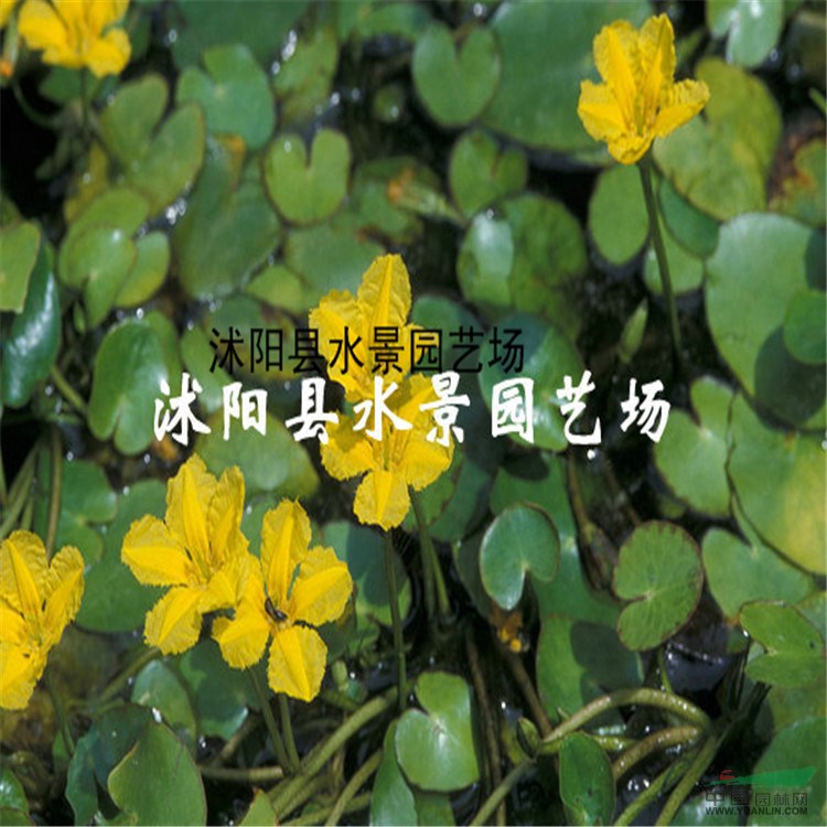 直銷水生植物 荇菜 【荷花，睡蓮，水芹】水生植物批發(fā)