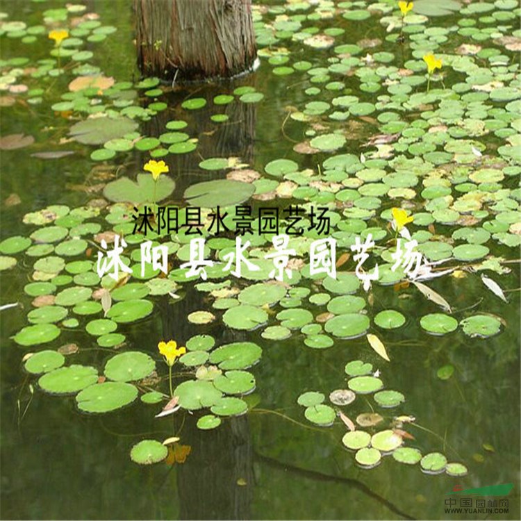 直銷水生植物 荇菜 【荷花，睡蓮，水芹】水生植物批發(fā)