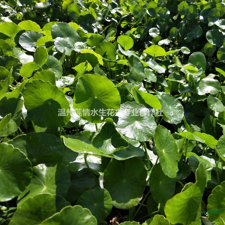 溫州蓮情常年大量供應(yīng)銅錢草，香菇草，金錢草，破銅錢草