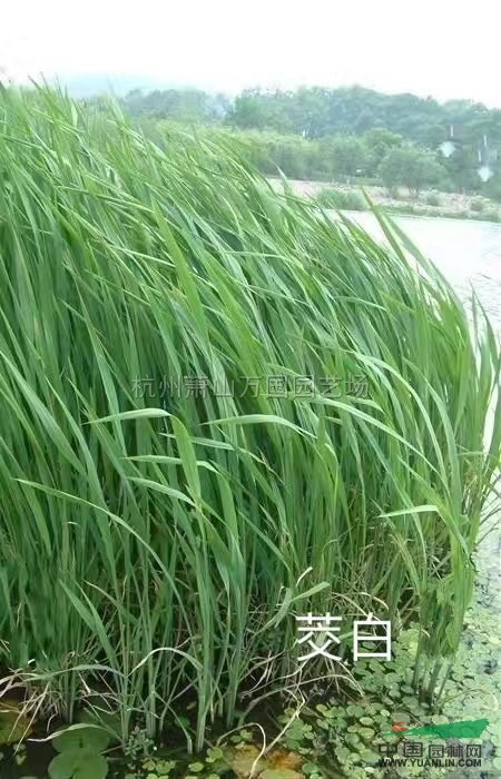 浙江野茭白信息