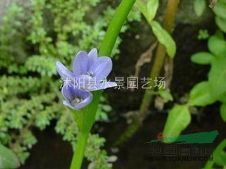 大量供應(yīng)雨久花 雨久花苗 沭陽雨久花價格