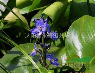 大量供應(yīng)雨久花 雨久花苗 沭陽雨久花價格