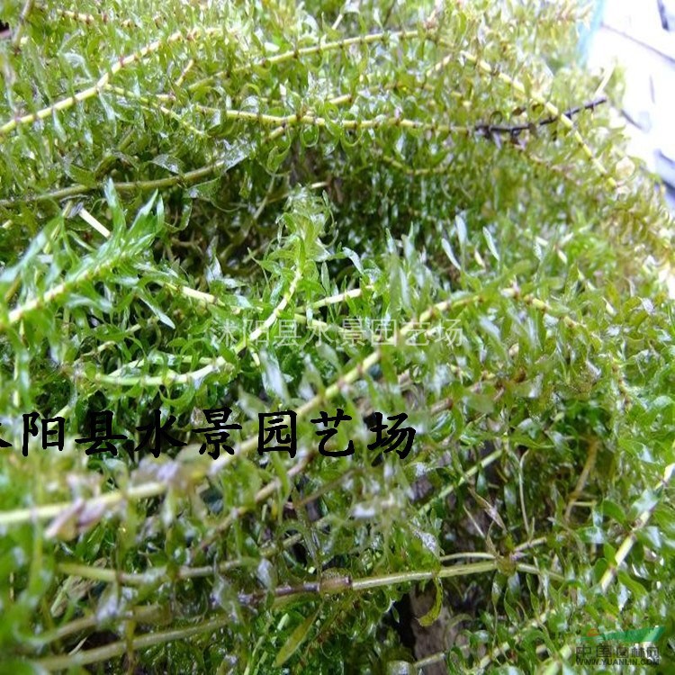 江蘇伊樂藻 水生植物批發(fā) 伊樂藻價(jià)格 大量批發(fā)伊樂藻