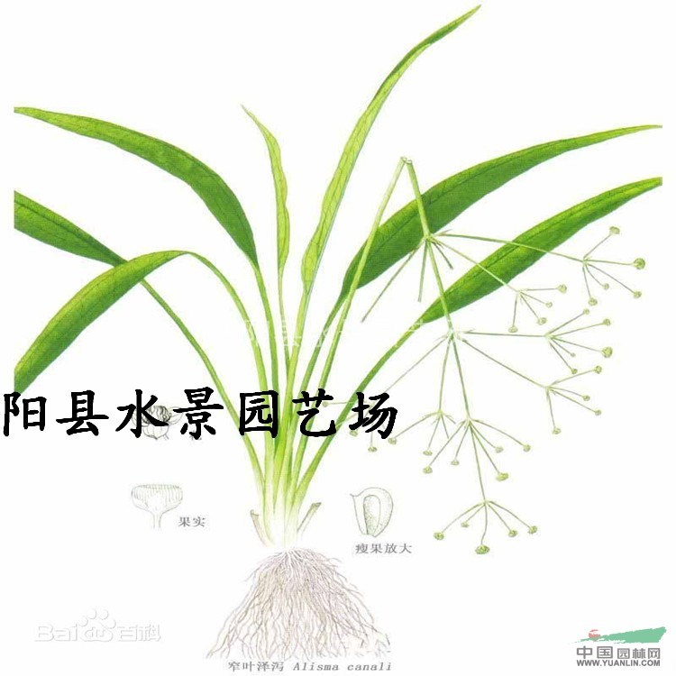 窄葉澤瀉，窄葉澤瀉價(jià)格，窄葉澤瀉供應(yīng)，窄葉澤瀉圖片