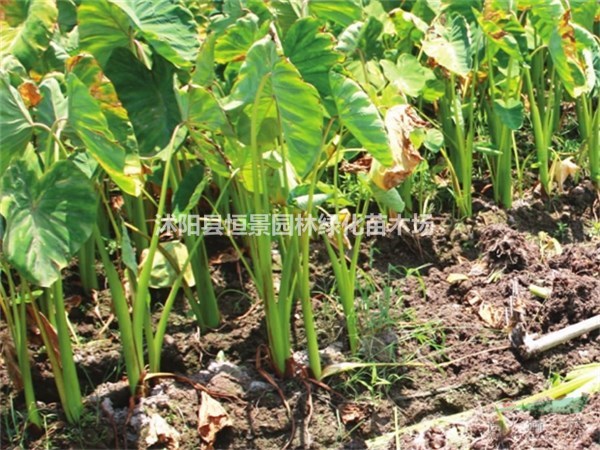 基地直銷紫芋 水生植物 水生紫芋  紫芋價(jià)格