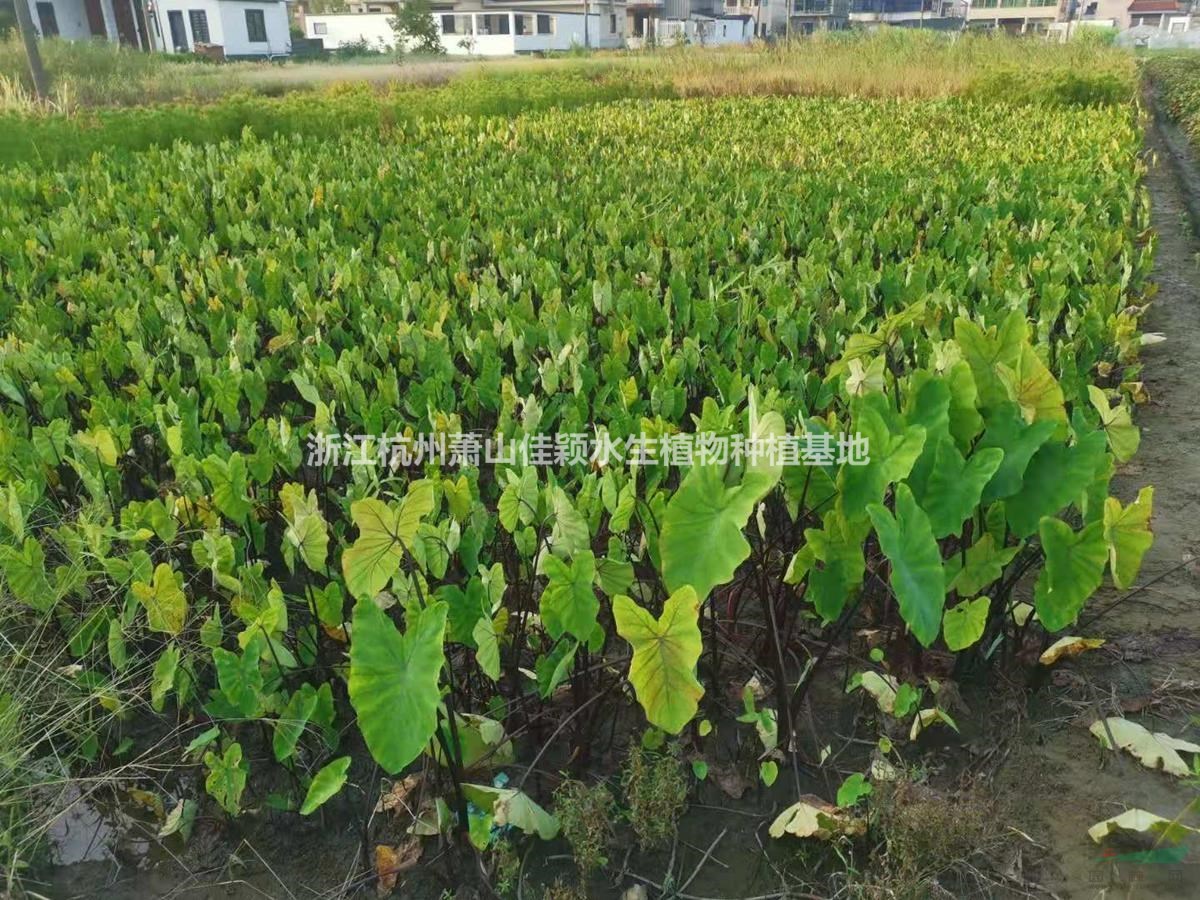 基地直銷紫芋 紫芋 紫芋價格 浙江紫芋 紫芋濕地綠化自產(chǎn)自銷