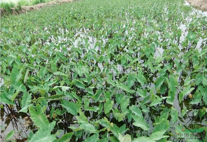 紫芋  野芋