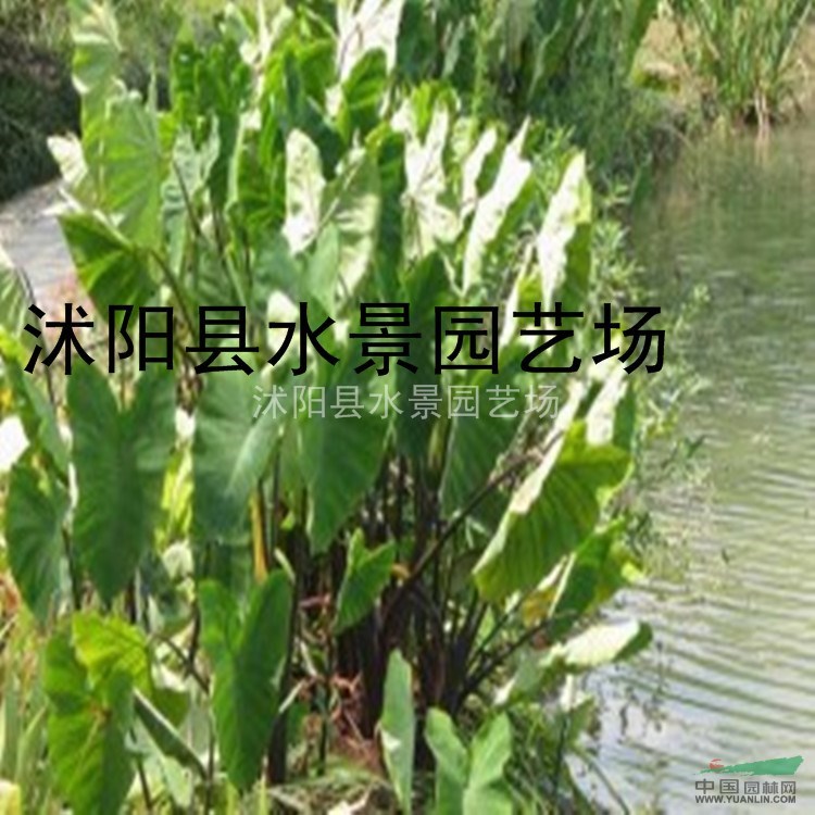 紫芋，紫芋供應(yīng)，紫芋價(jià)格，紫芋圖片