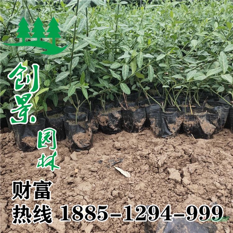 40-60公分高的常春藤價(jià)格，哪里有常春藤出售.常春藤種植基