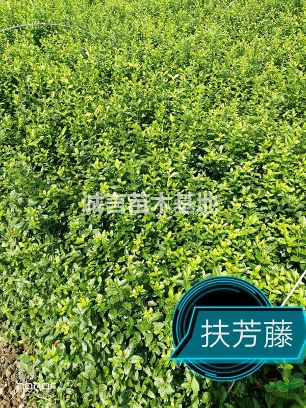 江蘇常州攀爬植物供應(yīng)，常春藤，花葉蔓，扶芳藤