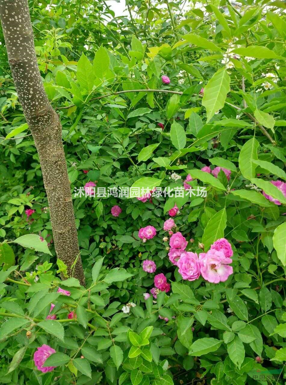 出售長廊花卉藤本植物薔薇、紫藤、凌霄、金銀花