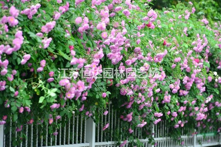 供應(yīng)薔薇 紅花薔薇小苗圖片/價(jià)格