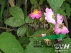 薔薇圖片薔薇報(bào)價(jià)