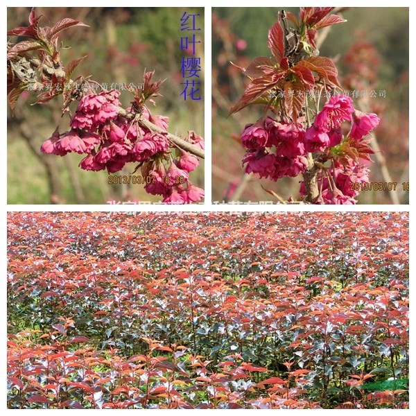 紅葉櫻花張家界地區(qū)薔薇科彩葉樹(shù)種