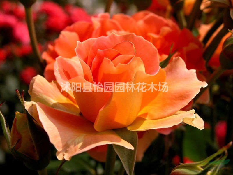 批發(fā)薔薇，藤本薔薇，大花薔薇，薔薇基地，有刺薔薇，無刺薔薇