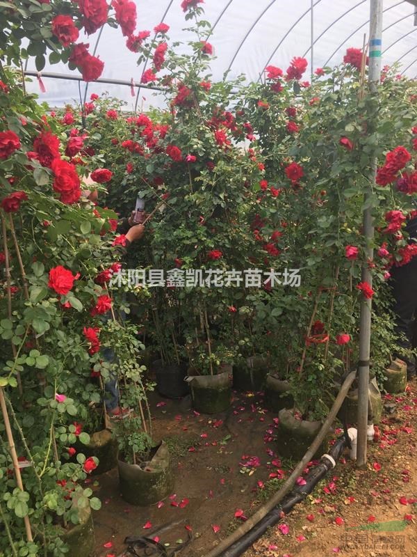 大量供應(yīng)30公分-40公分-50公分高大花薔薇價(jià)格