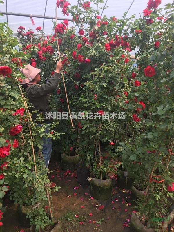 大量供應(yīng)30公分-40公分-50公分高大花薔薇價(jià)格