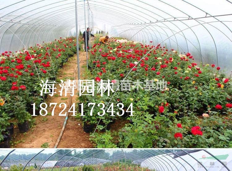 哪里有賣薔薇花苗80公分薔薇花苗多少錢