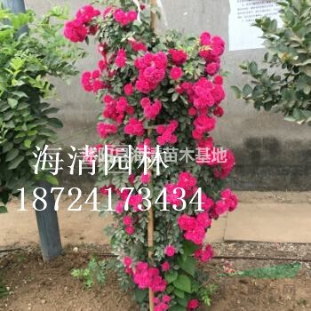 哪里有賣薔薇花苗80公分薔薇花苗多少錢