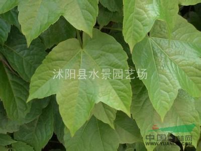 供應爬山虎【假葡萄藤、紅絲草、地錦】大量銷售