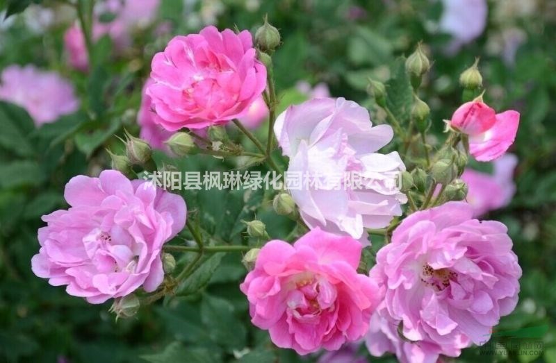 江蘇供應(yīng)紅花薔薇 藤本薔薇 規(guī)格齊全