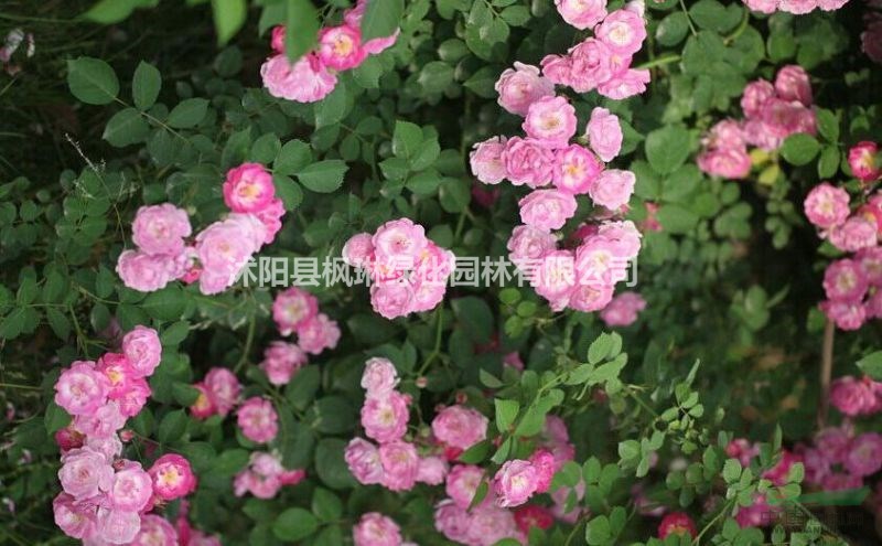 江蘇供應(yīng)紅花薔薇 藤本薔薇 規(guī)格齊全