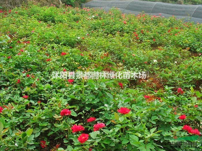 批發(fā)薔薇，藤本薔薇，大花薔薇，薔薇基地，有刺薔薇，無(wú)刺薔薇