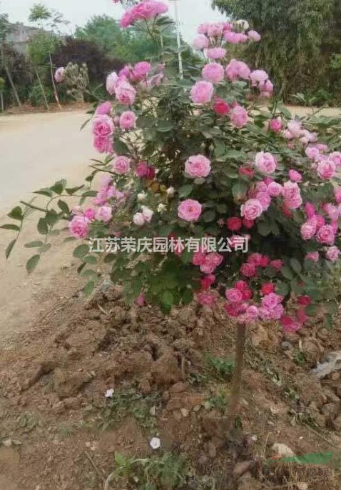 江蘇常年供應(yīng)薔薇   品種齊全