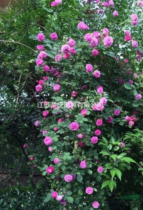 江蘇常年供應(yīng)薔薇   品種齊全