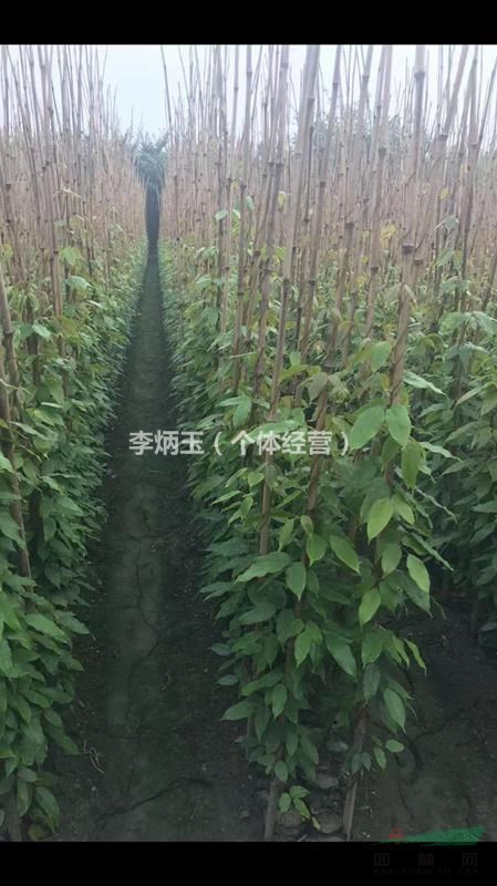 苗圃批發(fā)油麻藤 藤長30-60公分 爬藤類 庭院 藤蔓植物 歡迎詳詢