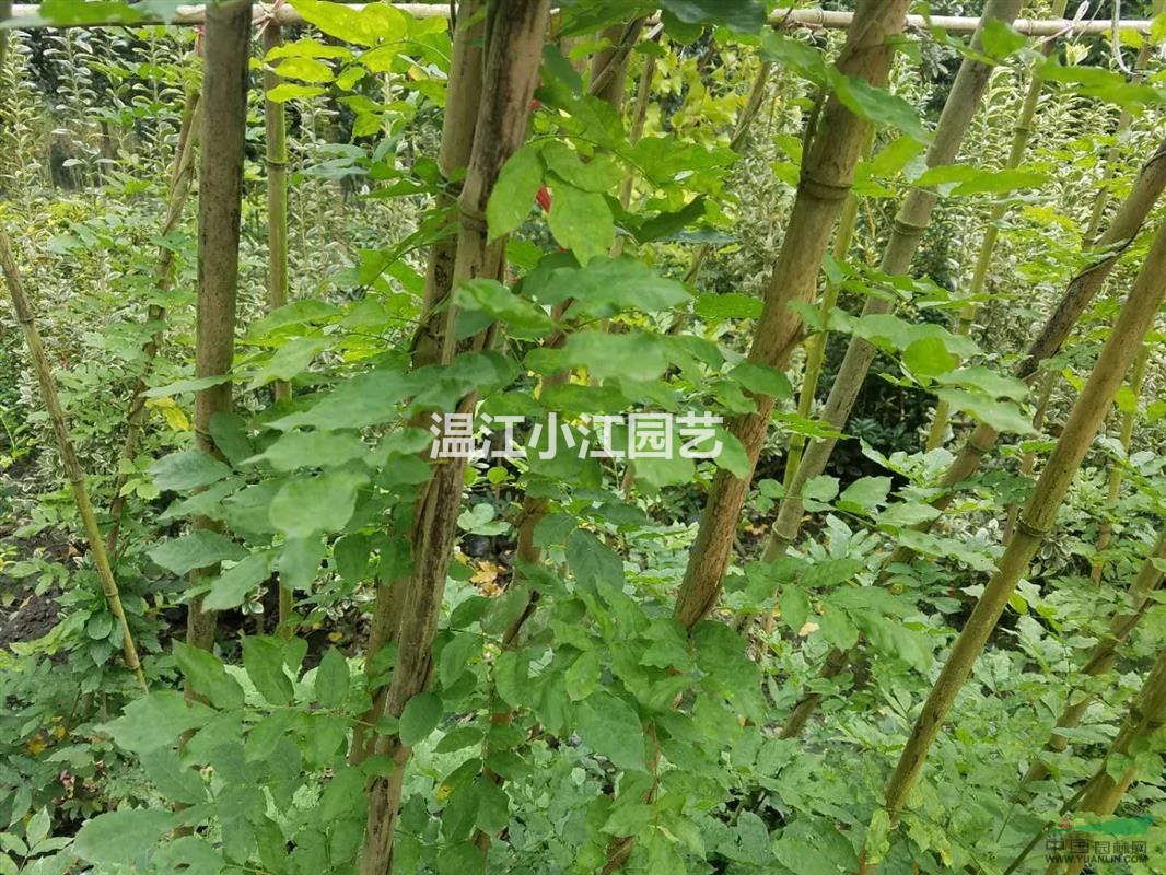 四川杯栽紫藤價格 成都直銷5米紫藤杯苗 溫江紫藤種植基地