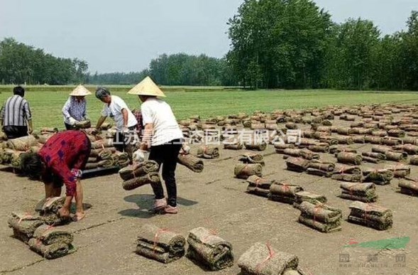 江蘇景曜生態(tài)低價(jià)供應(yīng)矮生百慕大、天堂草、百慕大草坪