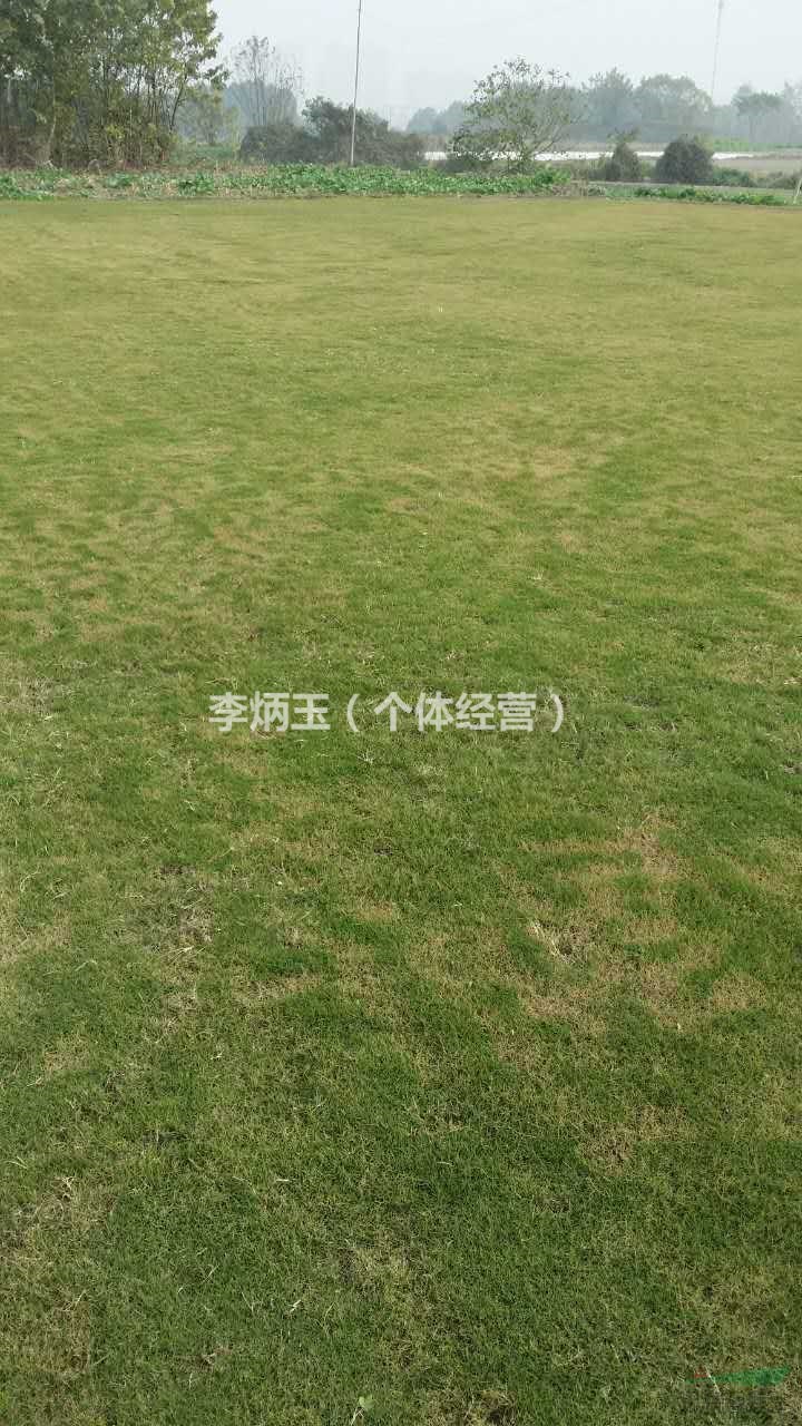 百慕大草坪批發(fā)價(jià)格.草坪種植基地