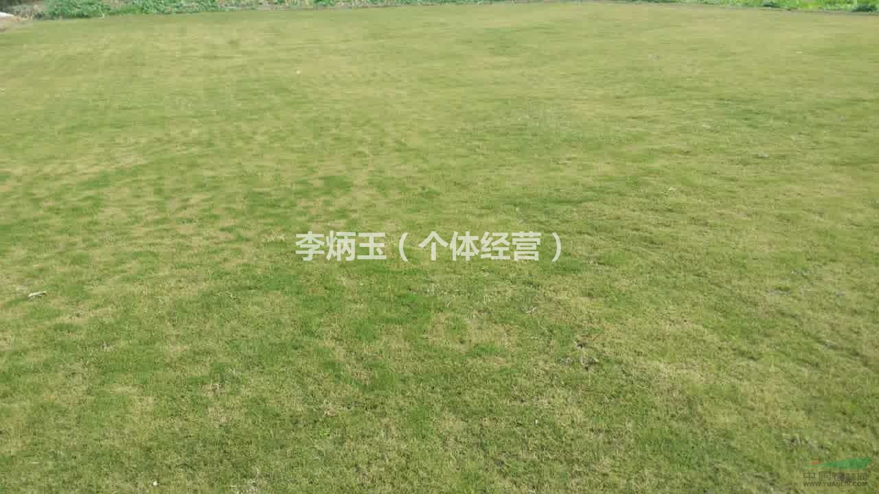 百慕大草坪批發(fā)價(jià)格.草坪種植基地