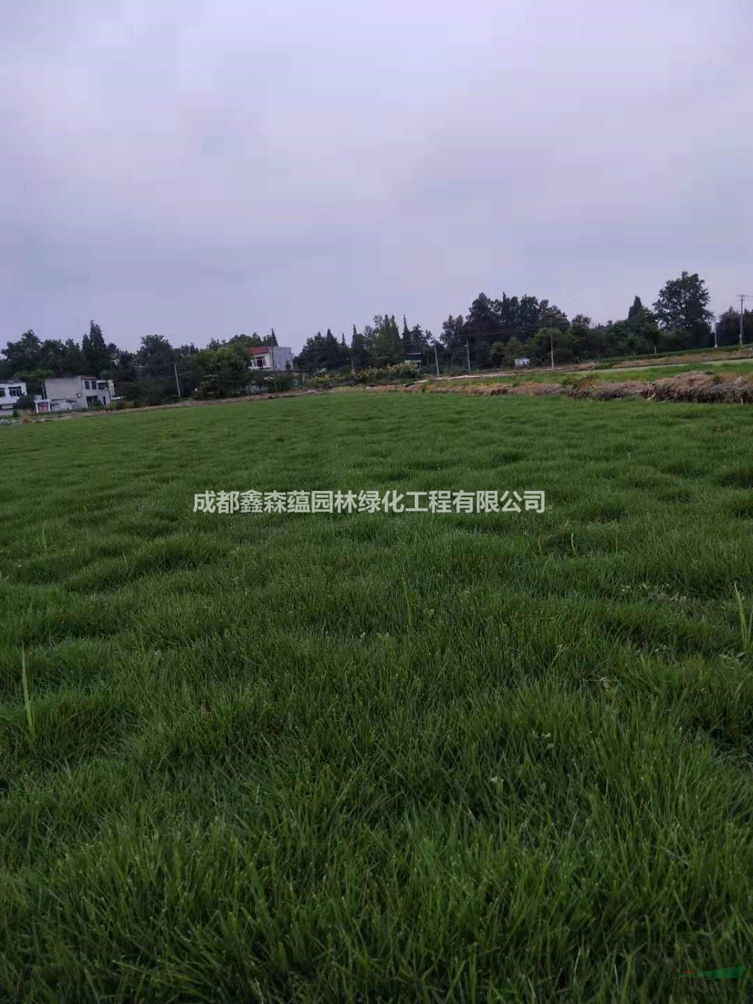 百慕大批發(fā)基地 果嶺草基地 百慕大草坪基地 百慕大草皮價(jià)格