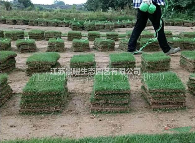 江蘇景曜生態(tài)苗木基地供應(yīng)馬尼拉草坪/圖片/產(chǎn)地直銷/批發(fā)價格