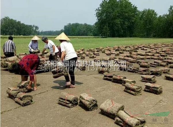 哪里狗牙根、三葉草、中華結(jié)縷草、馬尼拉價格便宜