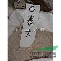 低價(jià)出售馬蹄筋及種子，百慕大草坪及種子，結(jié)縷草種子等草坪種子