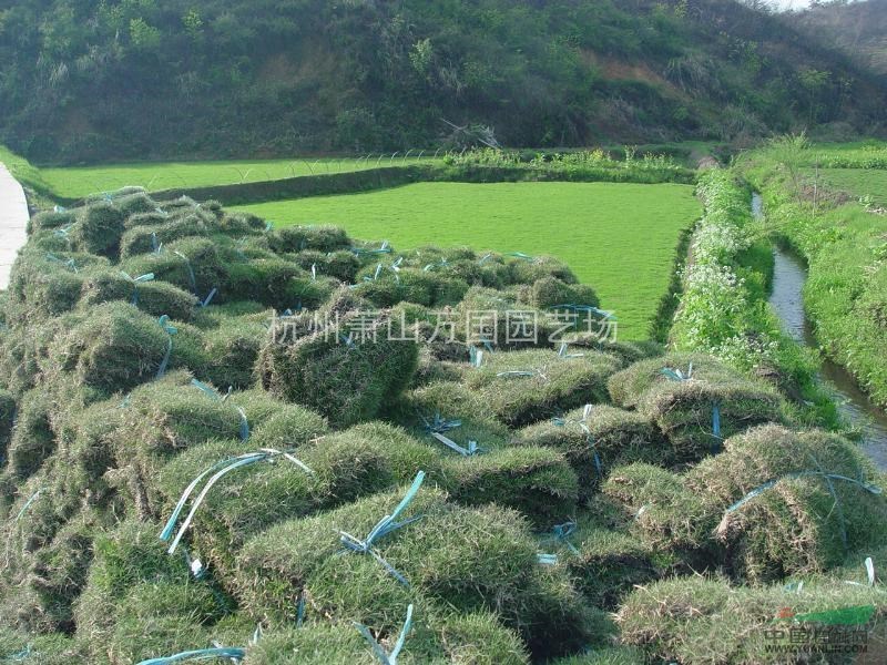 馬尼拉草  臺北草、菲律賓草、馬尼拉芝、半細葉結(jié)縷草