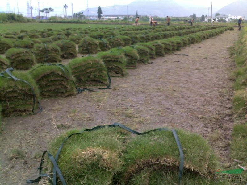 馬尼拉草坪