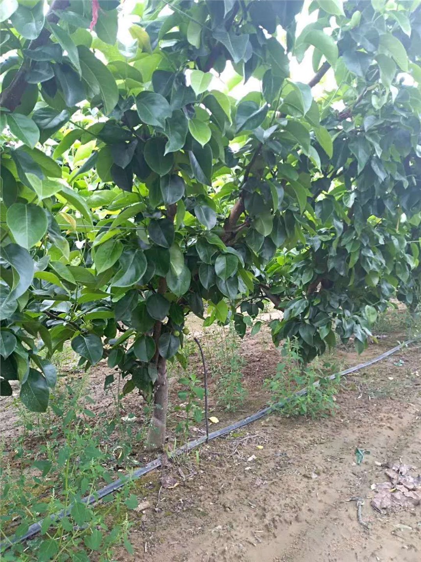 銅川哪里有香紅梨苗,酥梨苗查看