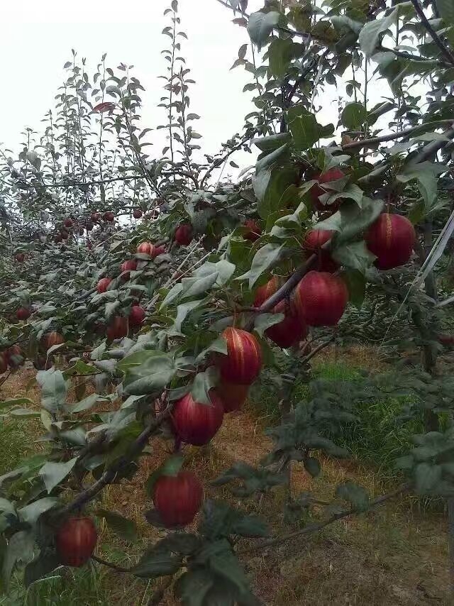 贛州哪里有金陽蜜4號梨苗,紅肉紅心梨苗產(chǎn)量高