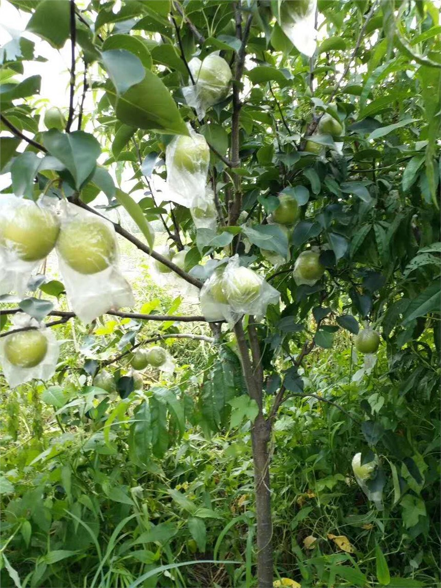 河池哪里有金陽(yáng)蜜5號(hào)梨苗,全紅梨梨苗基地價(jià)格