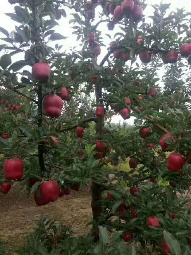 襄樊魯麗蘋果苗哪家好多少錢