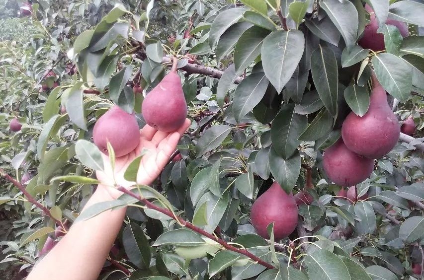 朔州哪里有香紅梨苗,黑梨苗批發(fā)廠家