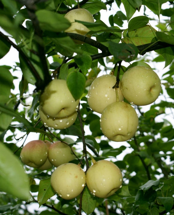 邵陽哪里有黃金梨苗,玉露香梨苗質(zhì)量好