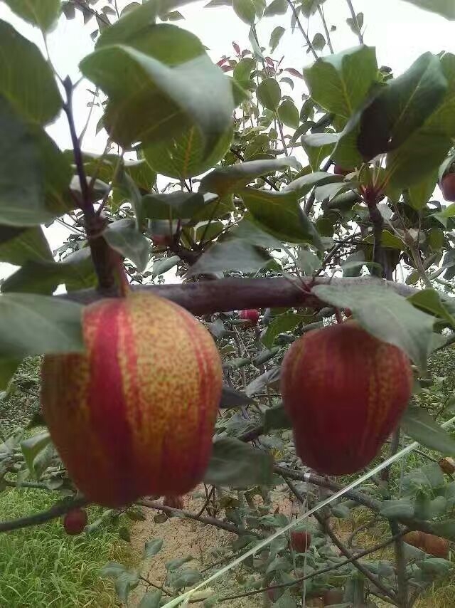 秦皇島哪里有梨樹(shù)苗,綠寶石梨苗供應(yīng)