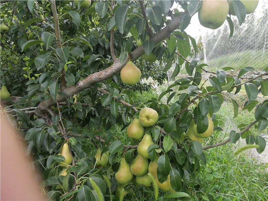 內(nèi)江哪里有金陽(yáng)蜜4號(hào)梨苗,專業(yè)培育梨苗在線咨詢